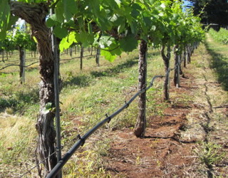 Запровадження тензіометрів у практику зрошуваного виноградарства окупається за рік